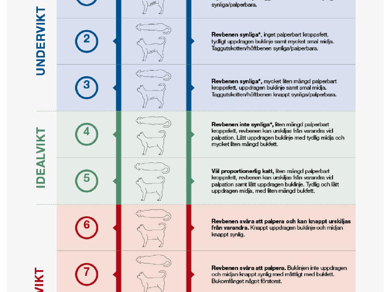 Body Condition Score Cat
